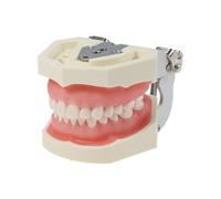 Anseven Typodont Teeth Model Kilgore NISSIN 200 Type Detachable Removable 28pcs Screw-in Teeth Model with Screwdriver Suitable Teaching Dental Students M8011-D (M8011D-1)