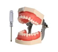 Anseven Typodont Teeth Model Kilgore NISSIN 200 Type Detachable Removable 28pcs Screw-in Teeth Model with Screwdriver Suitable Teaching Dental Students M8011-D (M8011D-1)