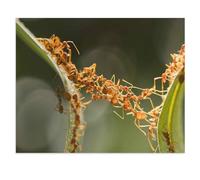 Ant Bridge Unity Team，Jigsaw Puzzles for Adults 1000 Piece Jigsaw Puzzles for Adult Educational Game Challenge Toy 1000 Pieces Puzzle for Adults Kids.Educational Games Home Decoration（38x26cm）-W88