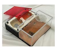 Ant Formicarium, Ant Nest Acrylic Glass Gypsum 3D Flat Multicolor(C)