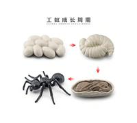 (Ant Growth Cycle 49g) Simulation solid bee spider butterfly rhinoceros beetle centipede insect animal model children's toy sand table ornaments