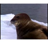 Antarctic Wildlife Adventure