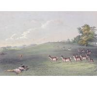 Antelope shooting. An Indian lying prone on the grass fires his rifle at an antelope. Antelopes are curious and the Indian has hung a strip of red cloth on a stick to tempt their curiosity. From