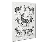 Antelopes By Ernst Haeckel Canvas Print | Gallery Wrapped 30mm Frame Wall Art | 30x20 inches | Ready to Hang | Surrealist Picture | Living Room Bedroom Lounge Office