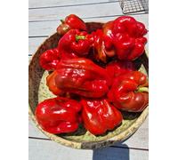 Antep Aci Dolma Chilli Seeds - 10 Fresh Seeds