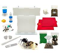 ANTHILLSHOP -Ant T 15x15 Novelty plus Double Red Lid - with Ants Included20-30 Ants.
