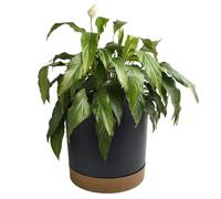 Flower Pot Planter with Saucer Two Tone Matt Modern Decor Plastic Modern Cylindrical Planter with Drainage Holes Lightweight & Weather-Resistant Indoor & Outdoor (Anthracite, 35L (D390mm x H375mm))
