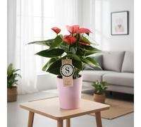 Anthu St Pink Champion Ceramic Paris Pot Size 9 Cm Height 30 Flamingo Flower Indoor Houseplant