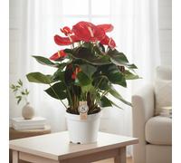 Anthu St Red Champion Pot Size 21 Cm Height 65 Flamingo Flower Indoor Houseplant