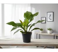 Anthurium Jungle Bush 1Pp Pot Size 21 Cm Height 60 Indoor Houseplant