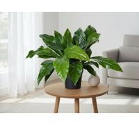 Anthurium Jungle Bush 2Pp Pot Size 24 Cm Height 70 Indoor Houseplant