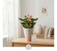 Anthurium 'lilli Feel Green' - 12Cm Pot, Approx. 40Cm