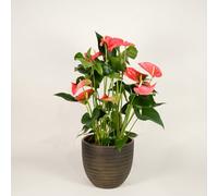 Anthurium Maine - Flamingo Flower Indoor Plant