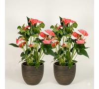 Anthurium Maine - Flamingo Flower Indoor Plant Pack Of 2