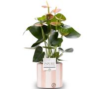 Anthurium Pink With Pot, Houseplant Real Indoor Plant for Office, Home, Bedroom, Kitchen and Living Room, Perfect for Clean Air, Delivered Next Day
