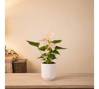 Anthurium Plant Pink in White Ceramic Pot - Indoor Houseplant by Luxe Leaf Plants - Pot Included