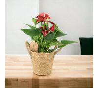 Anthurium Red Flamingo Flower Tropical Houseplant In 12Cm Pot Garden Plant