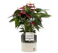 Anthurium Red With Pot, Houseplant Real Indoor Plant for Office, Home, Bedroom, Kitchen and Living Room, Perfect for Clean Air, Delivered Next Day