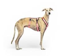 Anti-Pull 3-Point Anti-Escape Harness - Ideal for Lebreles: Italian Greyhound, Whippet, Greyhound, Podenco - Safe, Breathable and Durable Walking, Training and Running - Pink, S