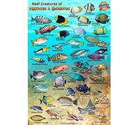 Antigua & Barbuda Reef Creatures Guide Waterproof Fish Card Franko Maps 4" x 6"