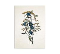 Antique Botanical Art Print - Wall Décor Poster Flowers Bluebells Illustration (A3 Unframed)