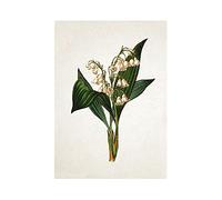 Antique Botanical Art Print - Wall Décor Poster Lily Of The Valley Illustration (A3 Unframed)