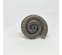 Antique Bronze Sea-Life Marine Nautical Drawer Knobs, Bathroom, Cupboards, Dresser (1. Large Shell)