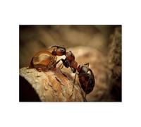 Ants drinking water，Puzzles 1000 Pieces Decoration Puzzle for Adults And Kids Gift High Difficulty Game Challenging Puzzles 1000pcs（50x70cm）-O1