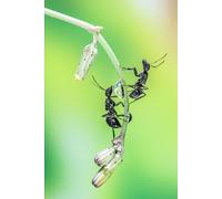 Ants: The Hidden World of Nature’s Most Industrious Creatures
