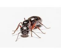 AntsRus Camponotus herculeanus Queen with eggs,brood and/or workers (Starter Kit) (Queen with 5-10 workers)