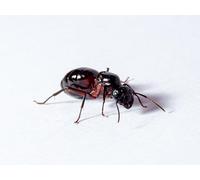 AntsRus Camponotus ligniperdaQueen with eggs, brood and/or workers (Starter colony) (Queen with 1-4 workers)