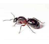 AntsRus Camponotus ligniperdaQueen with eggs, brood and/or workers (Starter Kit) (Queen with 5-10 workers)