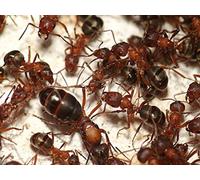 AntsRus Formica sanguinea queen with 1-5 workers
