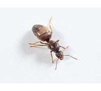 AntsRus Lasius niger Queen with eggs, brood and/or workers (starter kit) (Queen with 1-4 workers)