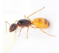 AntsRus Live ants Camponotus fedtschenkoi Queen ant with workers (Queen with 5-10 workers)