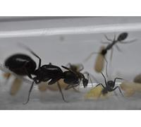 AntsRus live ants Queen Camponotus Sylvaticus with 2-5 workers (starter kit)