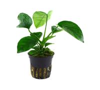 Anubias barteri var. caladiifolia