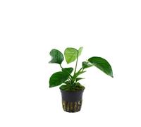 Anubias barteri var. caladiifolia - Live aquarium plant