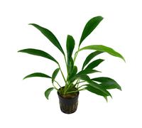 Anubias barteri var. glabra
