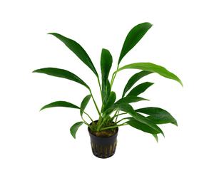 Anubias barteri var. glabra