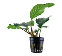 Anubias coffeefolia Tropica Live Aquarium Plant EU Grown 100% Shrimp Safe