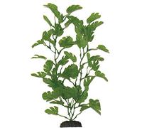 Anubias Green Silk Like Plant 50cm by KenKoi