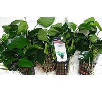 ANUBIAS NANA - Live aquarium plant