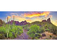AOFOTO 6x3ft Desert Cactus Backdrop West Theme Rock Mountain Landscape Backdrop Reptile Tank Background for Terrarium Western American National Park Backdrop for Photography Photo Studio Props Vinyl