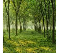 AOFOTO 6x6ft Spring Forest Trees Backdrops for YouTube Videos Nature Country Grass Ground Photography Studio Props Natural Scenery Green Woods Background Girl Boy Adult Art Portrait Photo Shoot Vinyl