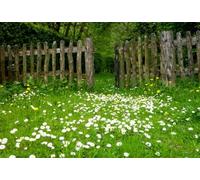 AOFOTO 8x6ft Spring Garden Daisy Flower Backdrop Rustic Wood Fence Summer Meadow Photography Background Forest Wonderland Grass Florets Country Hiking Suburbs Picnic Girl Boy Scouts Photo Studio Props