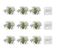 Aogigigio Air Plant Holder - 12 Pcs Acrylic Air Plants Hanger Wall Holders for Live Tropical Plant Home Office Decoration Supplies, Plants Not Included