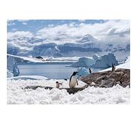 Aoihrraan 2,2x1,5m Penguins Backdrop Antarctica Snowfield South Pole Glacier Ice Ocean Snow Wonrland Photography Background Snow World Theme Party Banner Kids Boys Girls Portrait Photo Studio Props