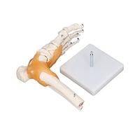 Aolidsive Human Foot Model PVC Anatomical Foot Ankle Model 1 to 1 Life Size Skeleton Bones with Ligament for Anatomy Study Teaching Clinic Display