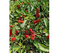 Apache F1 Chilli Seeds - 10 Fresh Seeds